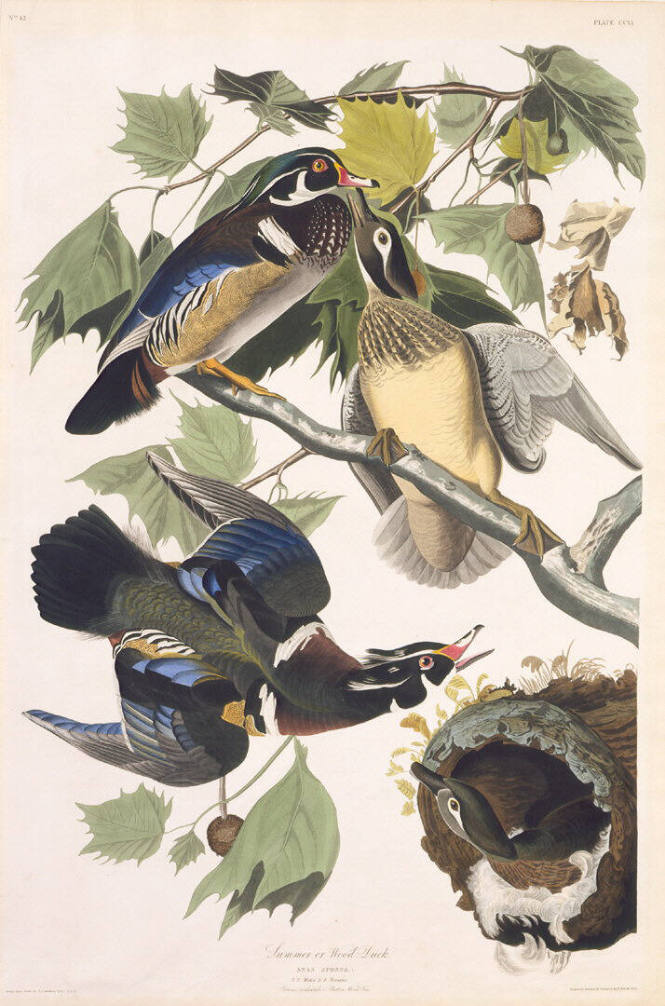 The Birds of America, Plate #206: "Summer or Wood Duck"