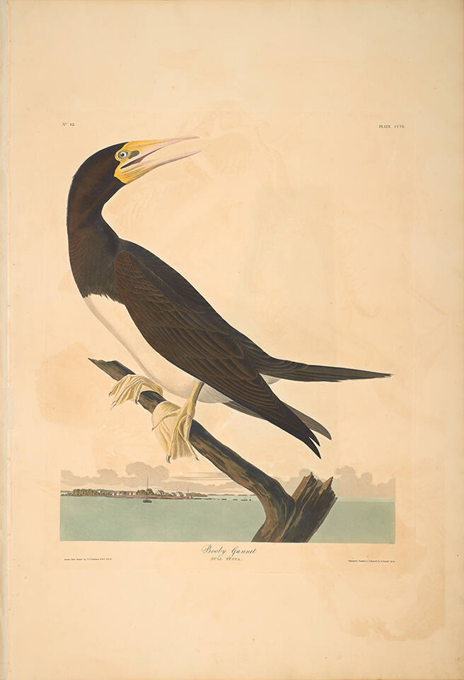 The Birds of America, Plate #207: "Booby Gannet"