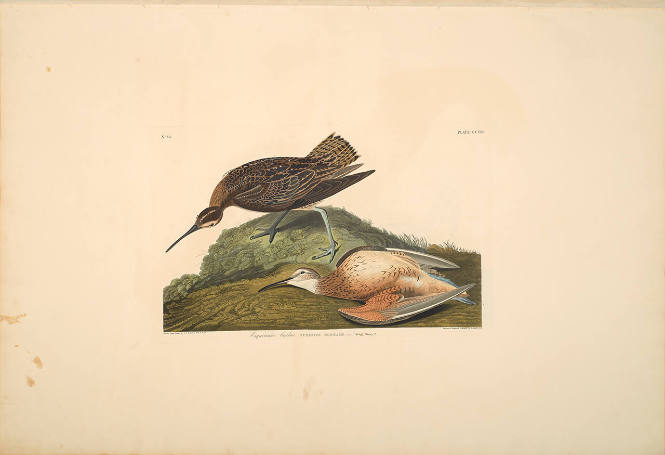 The Birds of America, Plate #208: "Esquimaux Curlew"