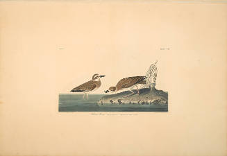 The Birds of America, Plate #209: "Wilson's Plover"