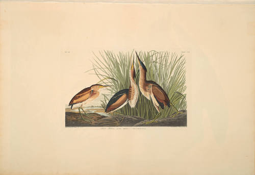 The Birds of America, Plate #210: "Least Bittern"