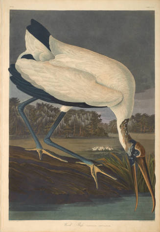 The Birds of America, Plate #216: "Wood Ibis"