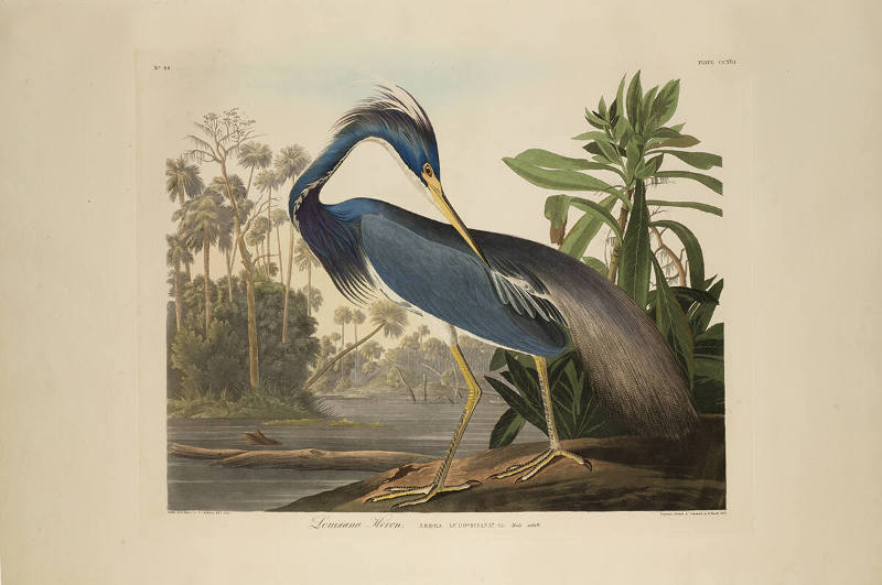 The Birds of America, Plate #217: "Louisiana Heron"