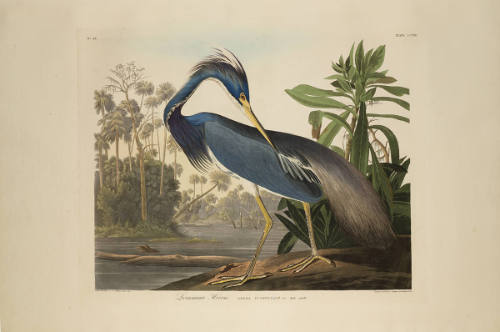 The Birds of America, Plate #217: "Louisiana Heron"