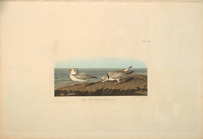 The Birds of America, Plate #220: "Piping Plover"