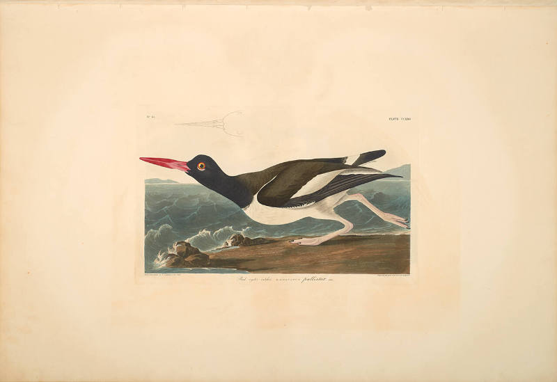 The Birds of America, Plate #223: "Pied Oyster-catcher"