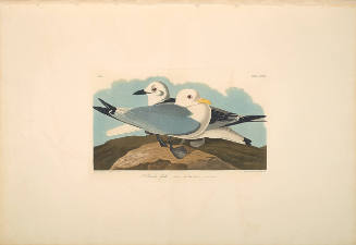 The Birds of America, Plate #224: "Kittiwake Gull"