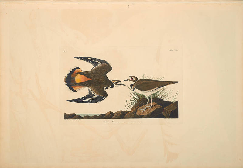 The Birds of America, Plate #225: "Kildeer Plover"