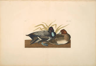 The Birds of America, Plate #229: "Scaup Duck"