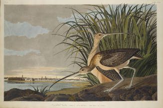 The Birds of America, Plate #231: "Long-billed Curlew"