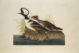 The Birds of America, Plate #232: "Hooded Merganser"