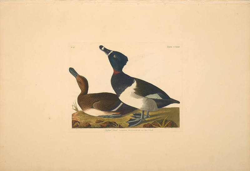 The Birds of America, Plate #234: "Tufted Duck"