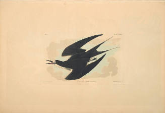 The Birds of America, Plate #235: "Sooty Tern"