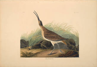 The Birds of America, Plate #237: "Great Esquimaux Curlew"