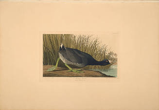 The Birds of America, Plate #239: "American Coot"