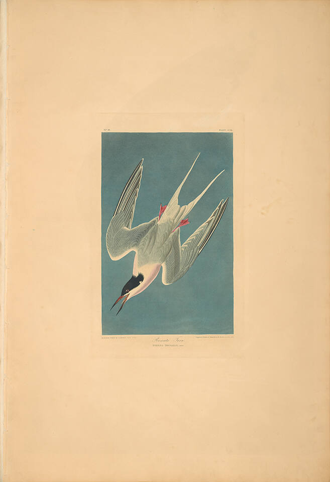 The Birds of America, Plate #240: "Roseate Tern"