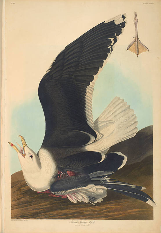 The Birds of America, Plate #241: "Black-backed Gull"