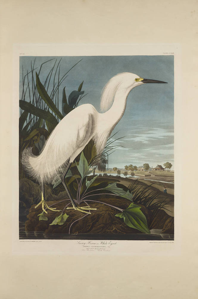 The Birds of America, Plate #242: "Snowy Heron or White Egret"