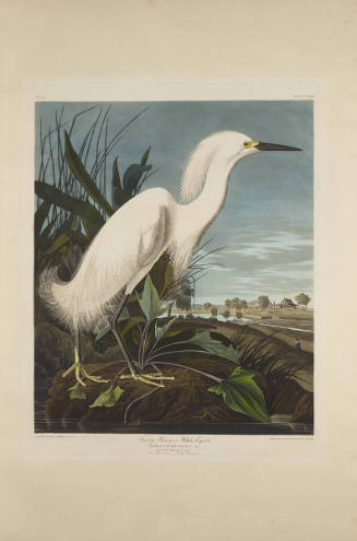 The Birds of America, Plate #242: "Snowy Heron or White Egret"