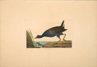 The Birds of America, Plate #244: "Common Gallinule"