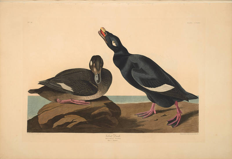 The Birds of America, Plate #247: "Velvet Duck"