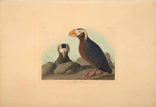 The Birds of America, Plate #249: "Tufted Auk"