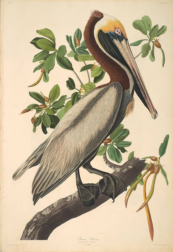 The Birds of America, Plate #251: "Brown Pelican"