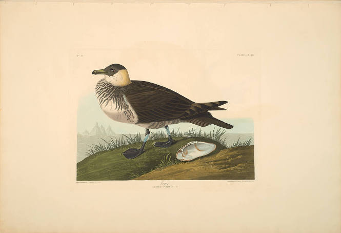 The Birds of America, Plate #253: "Jager"