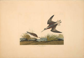 The Birds of America, Plate #254: "Wilson's Phalarope"