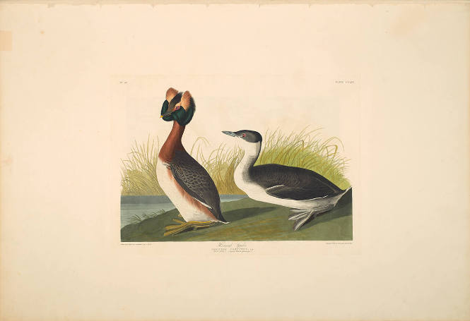 The Birds of America, Plate #259: "Horned Grebe"