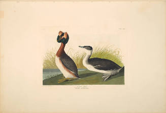 The Birds of America, Plate #259: "Horned Grebe"