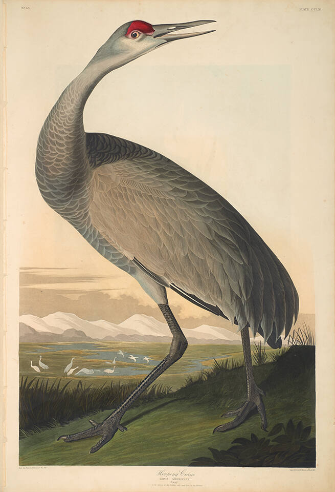 The Birds of America, Plate #261: "Whooping Crane"