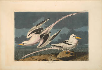 The Birds of America, Plate #262: "Tropic Bird"