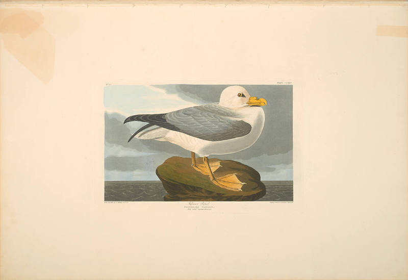 The Birds of America, Plate #264: "Fulmar Petrel"