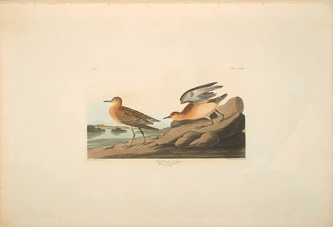 The Birds of America, Plate #265: "Buff-breasted Sandpiper"