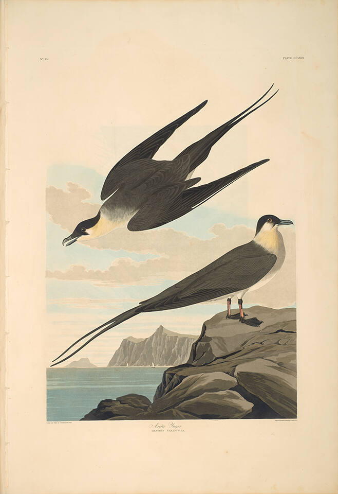 The Birds of America, Plate #267: "Arctic Yager"