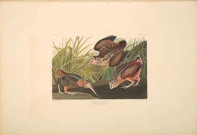 The Birds of America, Plate #268: "American Woodcock"