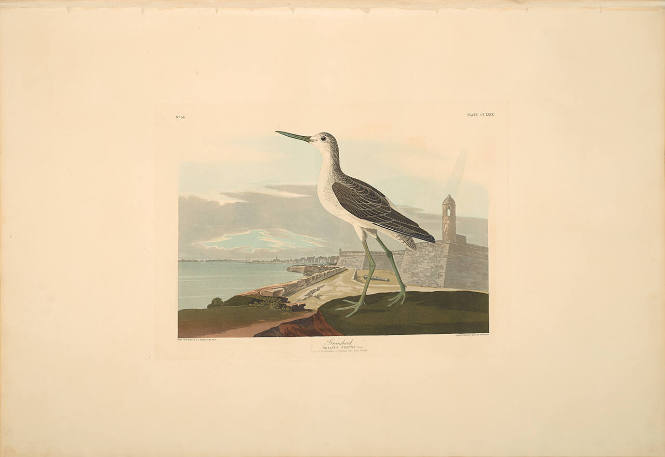 The Birds of America, Plate #269: "Greenshank"