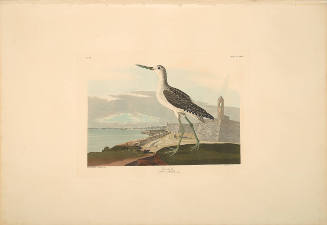 The Birds of America, Plate #269: "Greenshank"