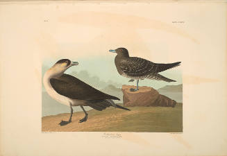 The Birds of America, Plate #272: "Richardson's Jager"