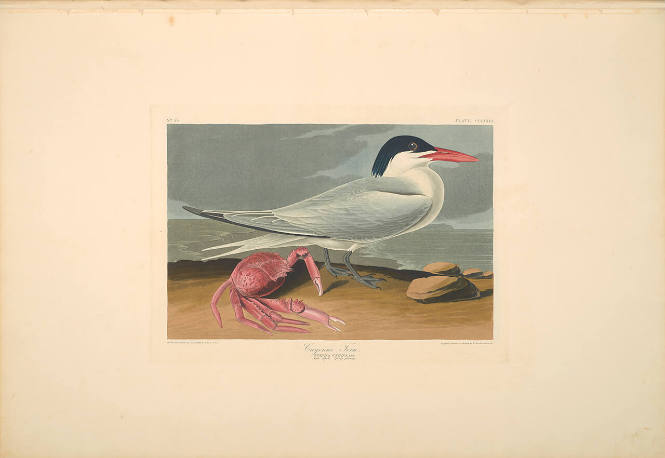 The Birds of America, Plate #273: "Cayenne Tern"