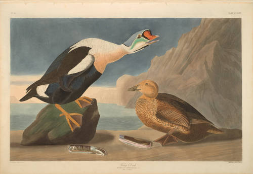 The Birds of America, Plate #276: "King Duck"