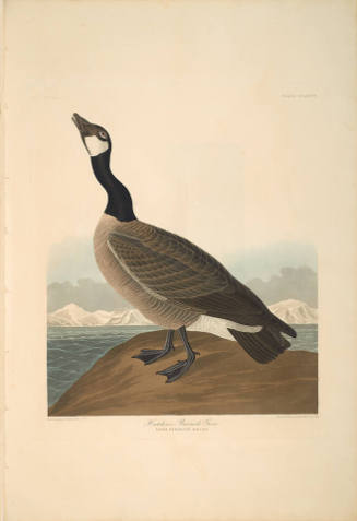 The Birds of America, Plate #277: "Hutchins's Barnacle Goose"