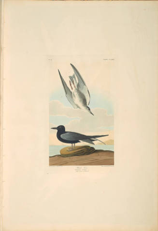 The Birds of America, Plate #280: "Black Tern"