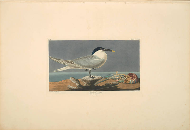 The Birds of America, Plate #279: "Sandwich Tern"