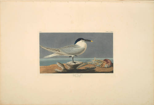 The Birds of America, Plate #279: "Sandwich Tern"