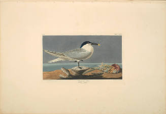 The Birds of America, Plate #279: "Sandwich Tern"