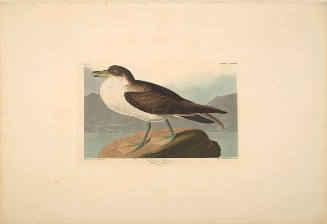 The Birds of America, Plate #283: "Wandering Shearwater"