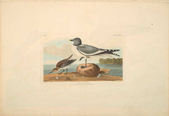 The Birds of America, Plate #285: "Fork-tailed Gull"