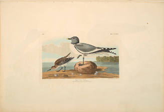 The Birds of America, Plate #285: "Fork-tailed Gull"